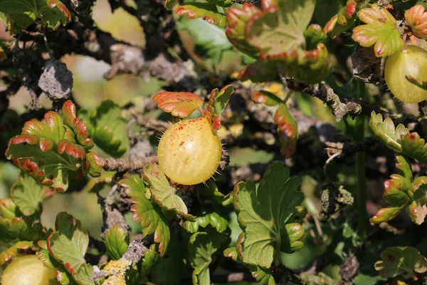 Goseberry Ribes Uva Crispa Άγνωστης Ποικιλίας Ώριμα Πράσινα Φρούτα Κόκκινες — Φωτογραφία Αρχείου