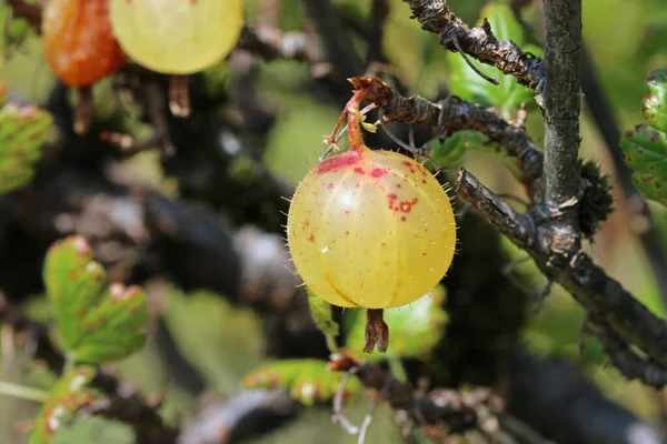 Agrest Ribes Uva Crispa Nieznanej Odmianie Dojrzały Zielony Owoc Czerwonymi — Zdjęcie stockowe