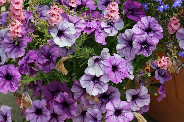 Purple Petunia Unknown Variety Flowers Dark Veins Hanging Basket Blurred — Stock Photo, Image