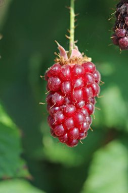 Olgun kırmızı karpuz, Rubus melezi, yakın plan meyveler, çalıların üzerinde bulanık yapraklar..