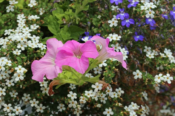 Flowers Hanging Basket Close Prominent Pink Petunias Blurred Background Leaves — Stock Photo, Image