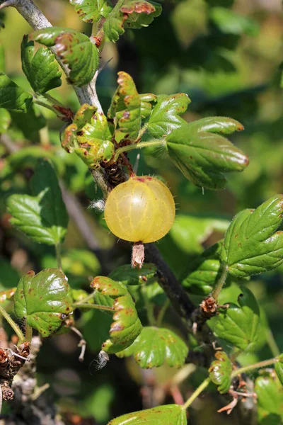 Gooseberry Ribes Uva Crispa Unknown Variety Ripe Green Fruit Red — Stock Photo, Image