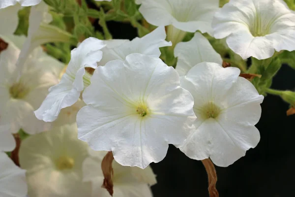 Petunia Blanca Variedad Desconocida Flores Con Venas Verdes Primer Plano — Foto de Stock