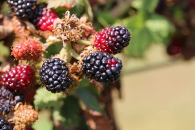 Olgun ve olgunlaşmamış siyah ve kırmızı böğürtlen, Rubus, çalıların üzerinde, bulanık yapraklardan oluşan arka planda meyveler..