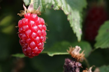 Olgun kırmızı karpuz, Rubus melezi, yakın plan meyveler, çalıların üzerinde bulanık yapraklar..