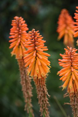 Turuncu kırmızı kızgın poker, Kniphofia bilinmeyen türler ve çeşitlilik, çalıların bulanık arkaplanlı çiçek çivileri.