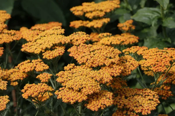 Yarrow Ornamental Naranja Achillea Especies Desconocidas Variedad Flores Primer Plano —  Fotos de Stock