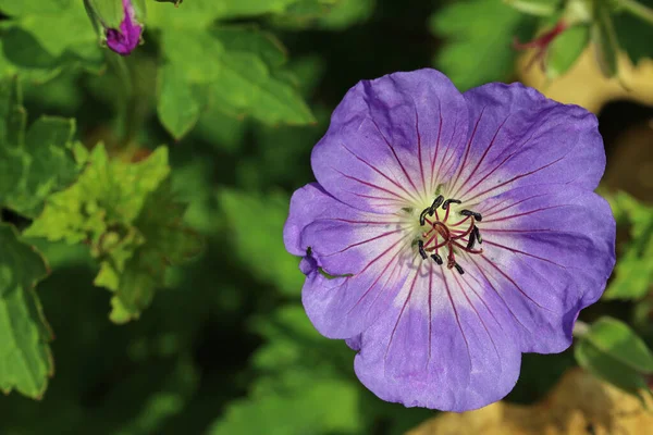 Фиолетовый Клюквенный Клюв Неизвестные Виды Сорта Герань Цветок Бледным Центром — стоковое фото