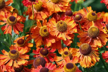 Orange sneezeweed, Helenium unknown species and variety, flowers in close up with a background of blurred leaves. clipart