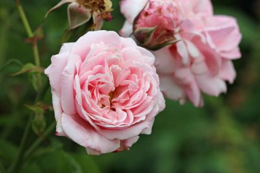 Pembe gül çiçeği, Rosa türü bilinmeyen türler, yakın planda bulanık yapraklar..