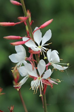 White dittany, Dictamnus albus, white flower spike in close up with a blurred background of leaves.