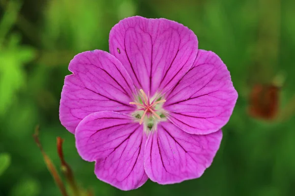 ピンクのクレナビル ゼラニウムの未知の種と品種 葉のぼやけた背景と密接に暗いピンクの花弁静脈を持つ花 — ストック写真