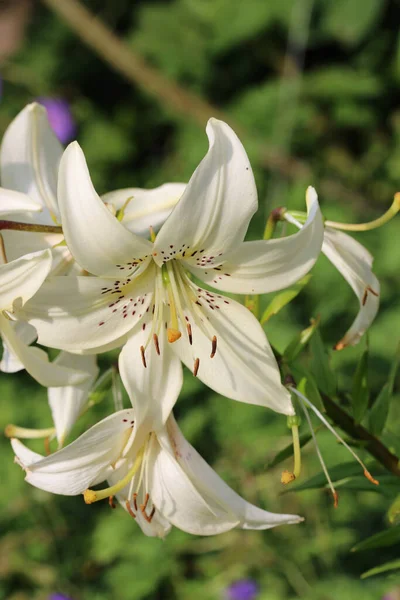 白百合 百合花种类不明 花朵紧密相连 叶背模糊 — 图库照片