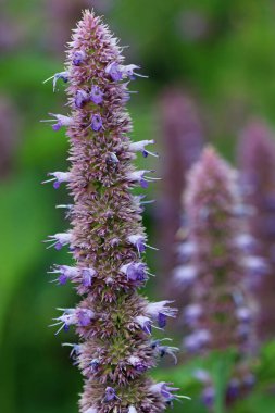 Mavi dev su aygırı, Agastache, bilinmeyen bir çeşitlilikte, yaprakların bulanık arkaplanlı çiçek dikenleri..