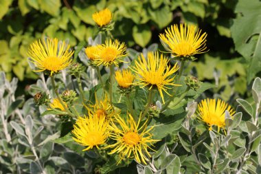 Elektro pano, Inula helenyumu, yaprakların, çiçeklerin ve diğer bitkilerin bulanık arkaplanına sahip sarı çiçekler..