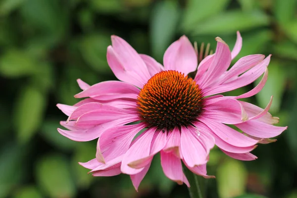 Pink Coneflower Echinacea Unknown Variety Flower Close Blurred Background Leaves — Stock Photo, Image