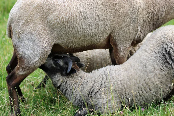 Brązowy Czarny Rzadkie Shetland Rasy Owca Owcę Dwóch Jagniąt Ssanie — Zdjęcie stockowe