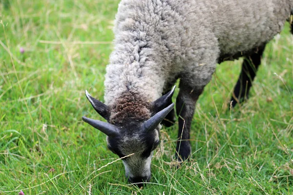 Καφέ Και Μαύρο Σπάνια Πρόβατα Φυλής Shetland Βόσκηση Αρνί Ένα — Φωτογραφία Αρχείου