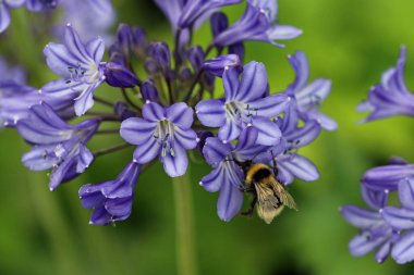 Mavi Afrika zambağı, Agapanthus, yaban arısı ve yaprakların bulanık arkaplanı ile yakın plan.