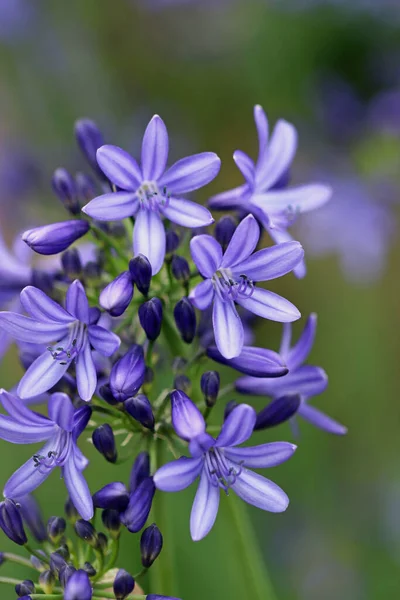 Blue African Lily Agapanthus Flowers Close Blurred Background Leaves — Stock Photo, Image