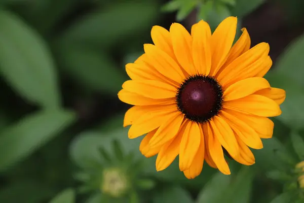 Orange Daisy Flower Dark Centre Unknown Species Close Blurred Background — Stock Photo, Image
