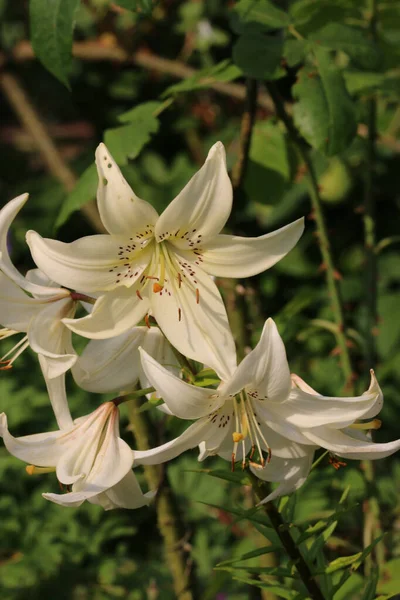 白百合 百合花种类不明 花朵紧密相连 叶背模糊 — 图库照片