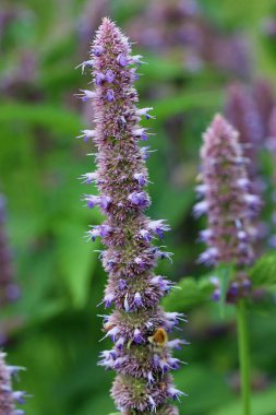 Mavi dev su aygırı, Agastache, bilinmeyen bir çeşitlilikte, yaprakların bulanık arkaplanlı çiçek dikenleri..