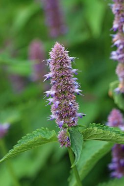 Mavi dev su aygırı, Agastache, bilinmeyen bir çeşitlilikte, yaprakların bulanık arkaplanlı çiçek dikenleri..