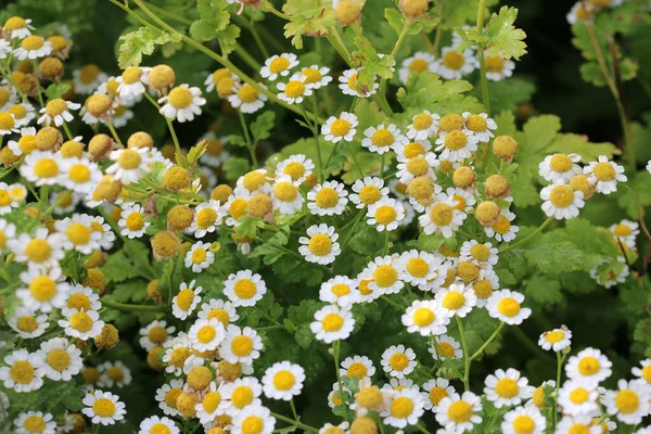 Feverfew Tanacetum Parthenium Flores Blancas Con Centros Amarillos Primer Plano —  Fotos de Stock