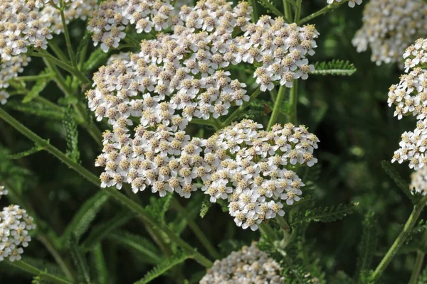 白い矢 アキレア ミレフォリウム 葉がぼやけていることを背景に近い花を咲かせます — ストック写真
