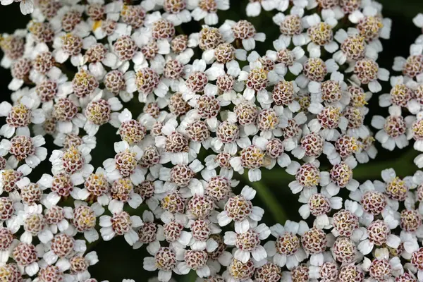 Weiße Schafgarbe Achillea Millefolium Blüten Makro Nahaufnahme Mit Einem Hintergrund — Stockfoto