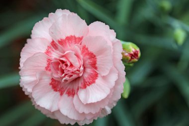 Bahçe pembe karanfili, bilinmeyen çeşitlilikte Dianthus, daha koyu pembe merkezli çiçek ve bulanık yaprak ve tomurcuklardan oluşan bir arka plan..