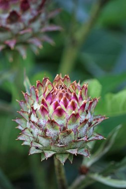 Mor oyma, Cynara kartuşu, çiçek tomurcuğu, yaprakların bulanık arkaplanı..