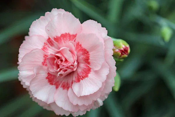 庭のピンクのカーネーション 知られていない品種のデン ピンクのカーネーション 近くに暗いピンクのセンターを持つ花 そしてぼやけた葉と芽の背景 — ストック写真