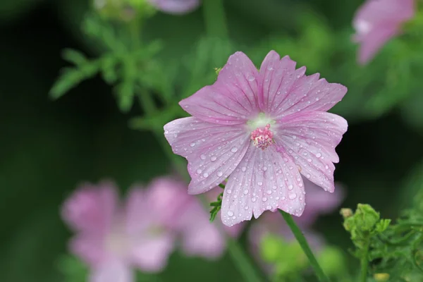 粉红麝香 花与雨滴紧密相连 叶和花的背景模糊不清 — 图库照片