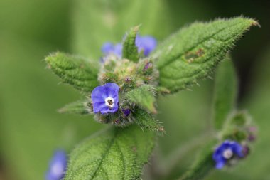 Yeşil alkanet, Pentaglottis sempervirens, Beyaz çiçekli mavi çiçekler, arka planda bulanık yapraklar..
