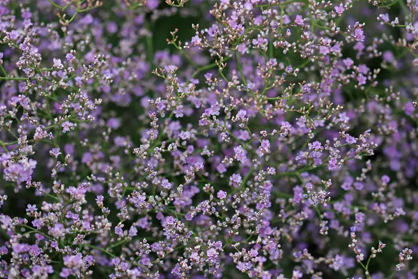 薄紫色の葉や花を背景に 海ラベンダー リモニウムプラチフィルム 紫色の花を間近に咲かせます — ストック写真