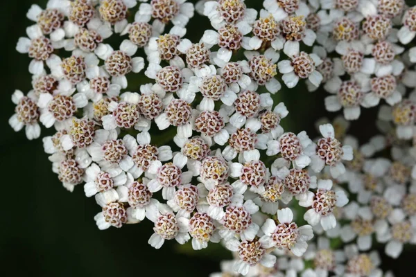 Beyaz yarrow, Achillea millefolium, makro çiçekli bulanık yapraklı arka plan.