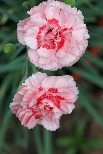 Два Сада Розовая Гвоздика Dianthus Неизвестного Сорта Цветы Темными Розовыми — стоковое фото