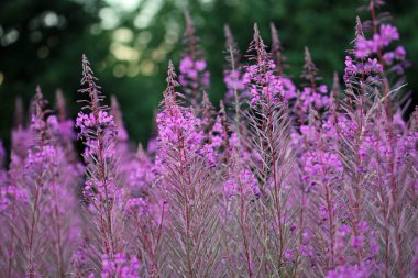 Pembe Rosebay Willowhere, Chamaenerion angustifolium, çiçek dikenleri çiçek ve yaprakların bulanık arkaplanı.