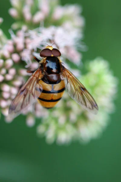 大黄蜂模仿盘旋在近旁 以粉红的花朵为食 花朵和叶子的背景模糊不清 — 图库照片