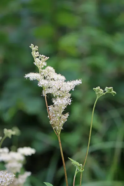 Meadowsweet Filipendula Ulmaria Witte Bloemen Close Met Een Wazige Achtergrond — Stockfoto