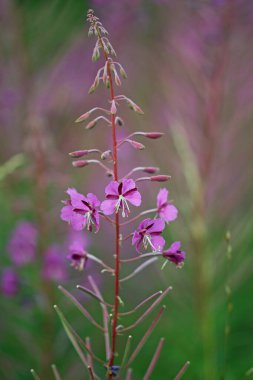 Pembe Rosebay Willowhere, Chamaenerion angustifolium, çiçek kabuğu çiçek ve yaprakların bulanık arkaplanıyla yakın plan..