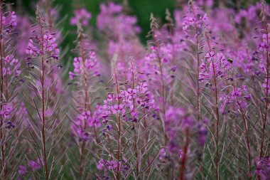 Pembe Rosebay Willowhere, Chamaenerion angustifolium, çiçek dikenleri çiçek ve yaprakların bulanık arkaplanı.