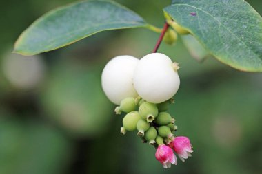 Kardudu, Symphoricarpos albusu, pembe çiçekler ve beyaz meyveler yakın planda bulanık yapraklar..
