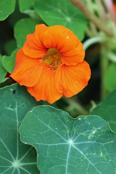 Orange Nasturtium Tropaeolum Majus Blomma Närbild Med Suddig Bakgrund Blad — Stockfoto