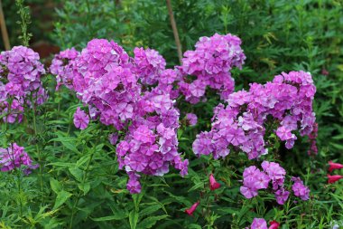 Pembe phlox, Phlox paniculata, bilinmeyen bir çeşitlilik, yaprakların ve çiçeklerin bulanık arkaplanlı çiçek dikenleri.