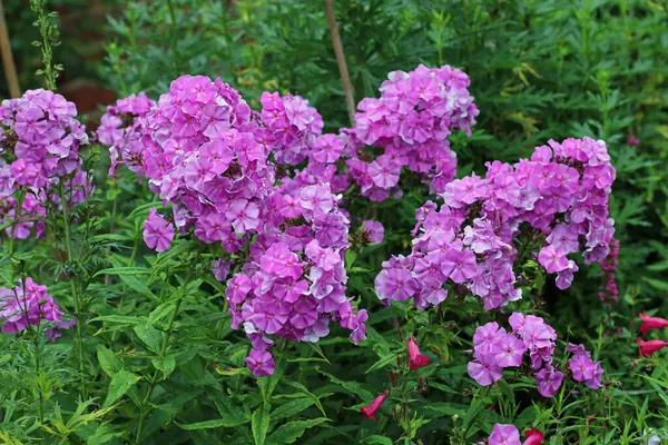 Pembe phlox, Phlox paniculata, bilinmeyen bir çeşitlilik, yaprakların ve çiçeklerin bulanık arkaplanlı çiçek dikenleri.