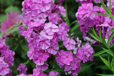 Pembe phlox, Phlox paniculata, bilinmeyen bir çeşitlilik, yaprakların ve çiçeklerin bulanık arkaplanlı çiçek dikenleri.