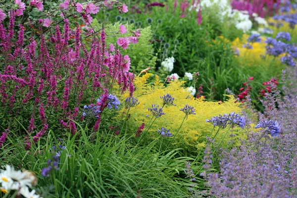 식물의 배경과 정원에 다년생 침대를 — 스톡 사진